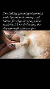 Grooming of a golden retriever. How to trim the paws fur and clip the nails | Murchana Barooah