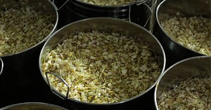 E-Pure Jungle Essence™