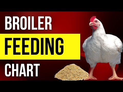 Broiler Feeding Guide & Chart for Week 1-10 (Day 0-70)