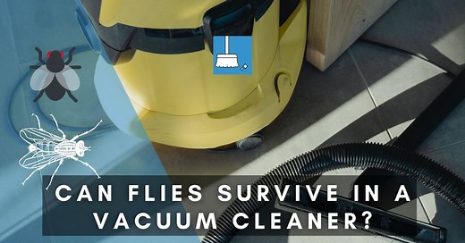 Can Flies Survive In A Vacuum Cleaner? (Solved!)   More »