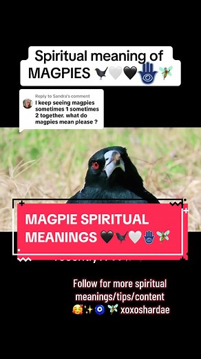 Magpie Spiritual Meanings Explained | Signs from the Universe