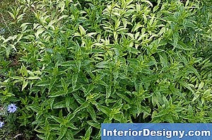 Jardin: Comment Cultiver Asclepias Tuberosa - 2025 | Fr.Interior-Designy.com