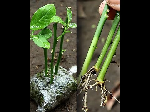 Cara Mencangkok, Stek, dan Grafting Tanaman Paling Mudah 2025 | Tutorial Lengkap!