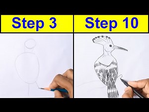 Mastering Line Drawing: Hoopoe Bird with Pencil and Sketch Pen | Step-by-Step Tutorial