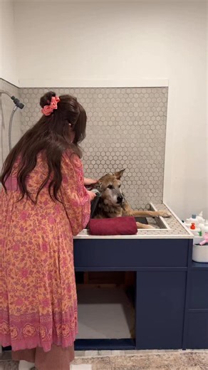 miles’ adoption story ❤️ #dogadoptionstory #dogrescue | Tasha Leelyn