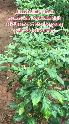 Petani Cabe Berhasil Atasi Keriting dengan Insektisida