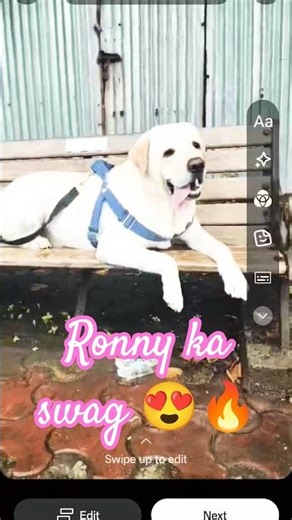 दुनिया हसीनों का मेला🐶 😍 Ronny ka swag alag hai 🐾| #shorts #dogshorts #labrador #shortsfeed #funny
