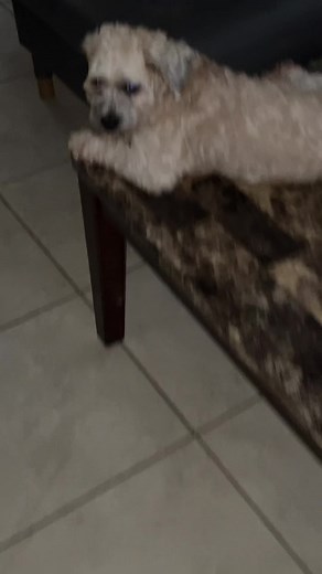 Act like he pay rent or sum🤦🏽‍♂️😭