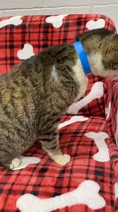 2.4K views · 35 reactions | Meet Gramps!! Gramps is a sweet and...