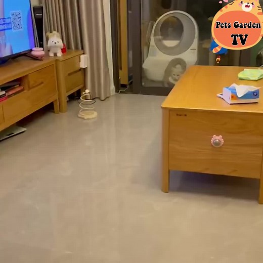 Short legs but good fighting 🤣 | Cats Cute