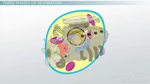 Respiration | Equation, Steps & Types