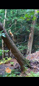 Dad fox climbs a hemlock tree & later meets up with mom fox 🦊 🦊 #foxes #nature #wildlife #animals #trailcam #naturelover #newyork #lakeontario | Red Fox Tales