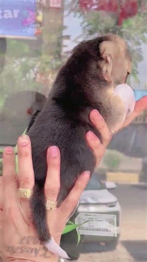 All India Delivery 🚚 Home Breed Beagle Full marking Puppies 🤩 Ahmedabad, Gujarat 🐾6352527549