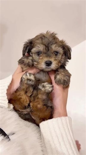 JJB Cockapoo Puppy (Female)