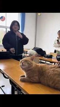 kucing dan sekolah 😺😸