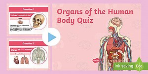 Organs of the Human Body Quiz