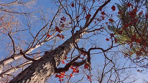 Download Fall Foliage Peak - Falling Autumn Leaves from Trees on Ground - Leaf Changing Vibrant Colors for free
