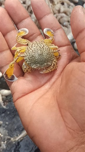 Everyone Was Scared… I Saved This Animal! 💯🙄 #rescue #anime #animals #shorts