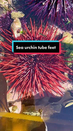 Sea Urchins: How They Move with Tube Feet