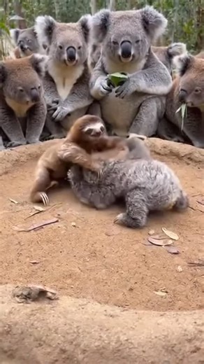 Koala UFC: Lightweight Champions #koala #koalasofinstagram #babyanimals #cuteanimals #funnyanimals #wildlifevideos #animalreels #viralreels #reelsinstagram #instaanimals #ᴀᴅᴏʀᴀʙʟᴇ | CoolDude