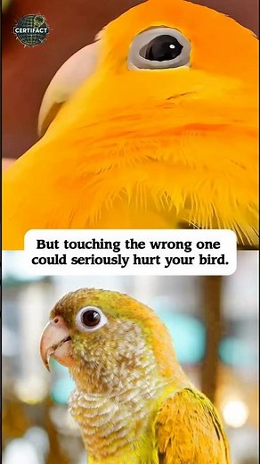 Before You Touch That Feather… Watch This!