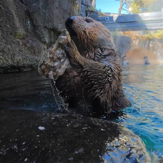 set the oyster bar to ottermatic | Oregon Zoo