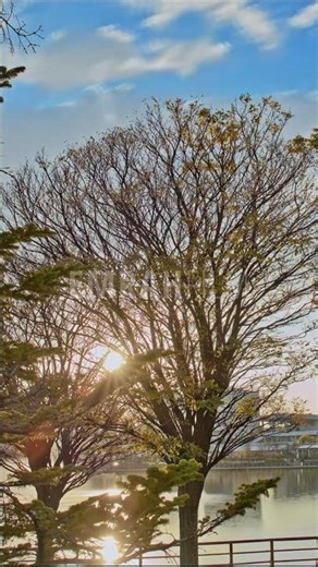 Cinematic Sunset Time-Lapse Through Trees | 4K ProRes Stock Footage