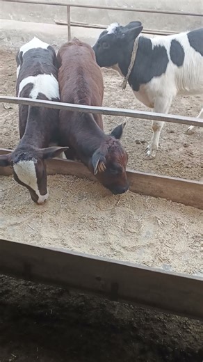 Calf rearing tip ll small scale dairy farming
