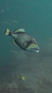 Everyone knows what a cocked trigger looks like ;-) #triggerfish | Ocean Reality Channel