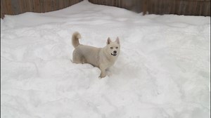 How to help Pound Buddies dig out from the snow
