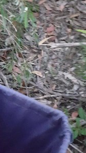 Australian Snake Catchers on Reels