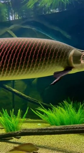 crazy Arapaima tank #freshwaterfish #exoticaquariumfish #aquariumfish
