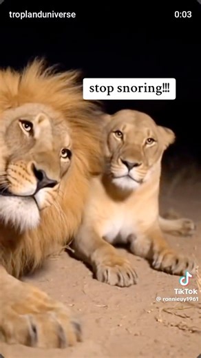 🦁 When the lion starts snoring and his lioness gives him that wake-up slap, you know she’s had enough of the noise! Well, that’s kind of what happens when you finally call a Dan Burghardt licensed professional — we wake you up to the discounts, savings, and options your current company or agent never mentioned. Don’t sleep on better insurance! 😴💡 Let our 40 years of experience go to work for you. 📞 Call us TODAY @ 504-456-8585 Dan Burghardt Insurance Agency — the roar behind your savings! | 