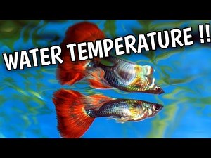 Guppy fish water temperature | What is the good temperature for guppies .