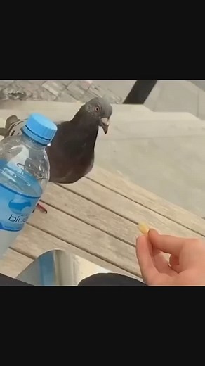 Subtle Foreshadowing ✨📹 on Instagram: "Vicious 🐦 more on @foreshadow.meme 🐸"