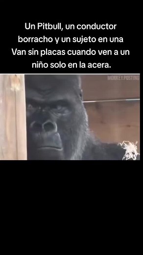Funny Monkey Meme Compilation