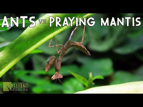 Ants vs. Praying Mantis