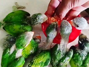 How to hand feeding baby raw parrots | Ringneck baby parrot | BIRD 24
