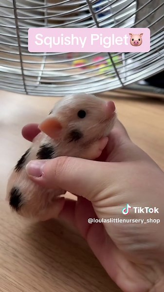 Squishyyyy #fyp #siliconepig #babypig #piglet #minipig #siliconepiglet #squishy