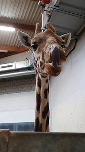 Op deze beelden van een dierverzorger van de giraffen, zien we één van deze charismatische dieren in alle rust van zijn voedsel genieten. Giraffen zijn herkauwers, net als bijvoorbeeld koeien. Door de bijzonder lange nek kun je soms heel goed volgen hoe een hoeveelheid net gekauwd voedsel de lange reis naar het maagstelsel enkele meters lager maakt. Andersom is het helemaal een wonderlijk gezicht om een hoeveelheid voedsel de weg omhoog te zien maken voor een herkauwsessie! Let er maar eens op, 