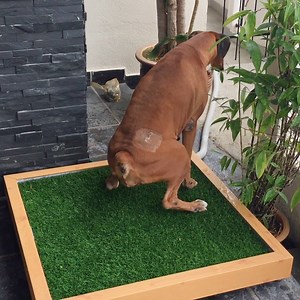 3.1M views · 7.7K reactions | Your dog finally has a toilet of its own! | Insider Animal Lovers | Facebook