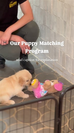 What is temperament testing and why did we choose to implement it into our program? For years, we've allowed clients the opportunity to select their puppies on "puppy pick-up day". While our clients have enjoyed this, we have found that the reasons for choosing a puppy were often more shallow and sometimes not based on a puppy's temperament. In a pack setting, it's often difficult to truly see each puppy shine individually. Beginning this year, we have implemented a temperament testing process b