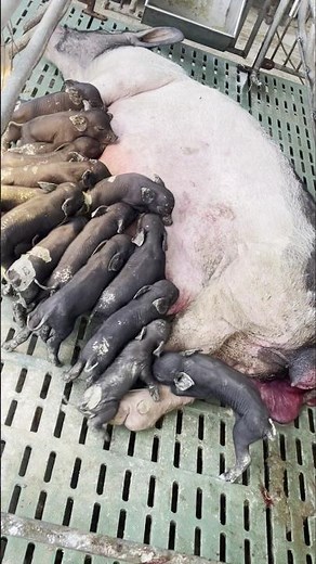 The Circle of Life on a Pig Farm 🐖 | Newborn Piglets Feeding 💥