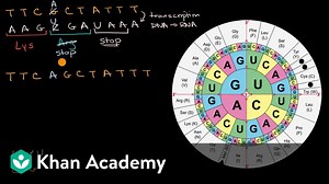 Impact of mutations on translation into amino acids