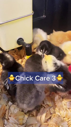 Baby Chick Care Part 3: Feeding Tips and Tricks