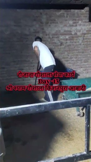 jy Gou matta day -13 #goumata #trending #viral #youtubeshorts #shorts