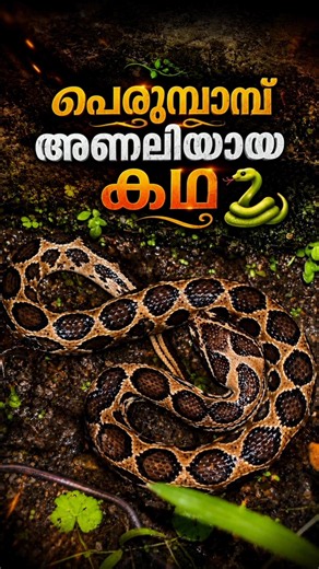 What would you have thought if you saw this🐍| Mistaken Identity: Python or Viper? #sarpa #snake
