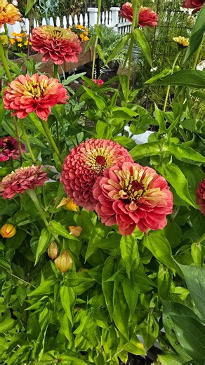 Celebrating the Fall Garden 🍂🌼🧡 An atmospheric river’s rolling through this weekend, so these blooms might be on their last hurrah. It’s been such a beautiful run, fall garden—you’ve outdone yourself this year. 🌸✨ #fallgarden #pnwgardening #cottagegarden #gardeninglife #pnwflowers #fallblooms #gardeninspiration #cutflowergarden #autumngarden #gardenseason | Shiplap and Shells