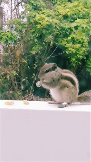 Cute Fat Squirrel loves eating Raisins!