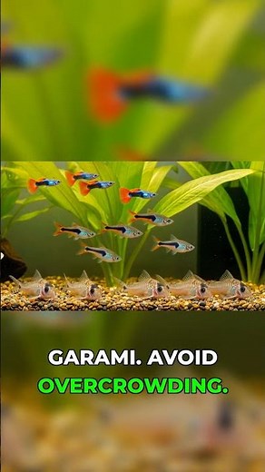 Best Fish for Your 20 Gallon Long Tank! #aquarium #fishtank